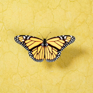 欧美肥婆❌❌一❌
